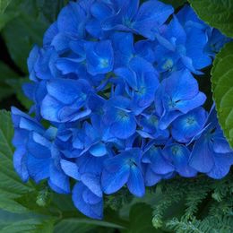 Hydrangea, Adria